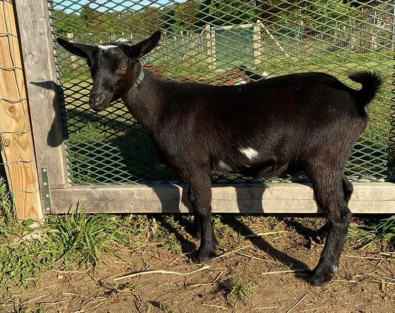 Rare Bird Farm, Pittsgrove, NJ